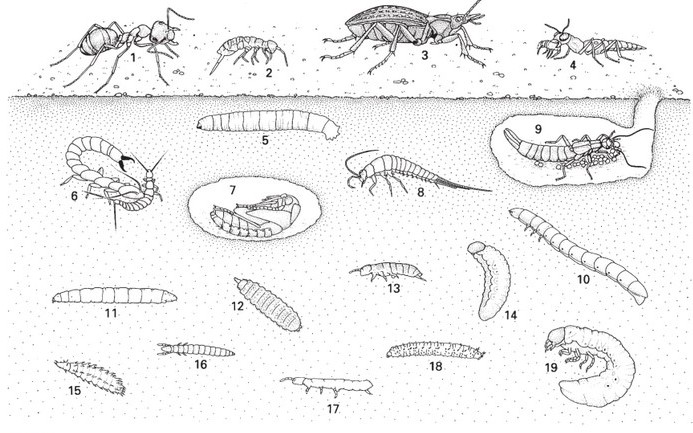 Abbildung aus Gullan PJ, Cranston PS (2014) The insects - an outline of entomology. Fifth Edition, Wiley Blackwell